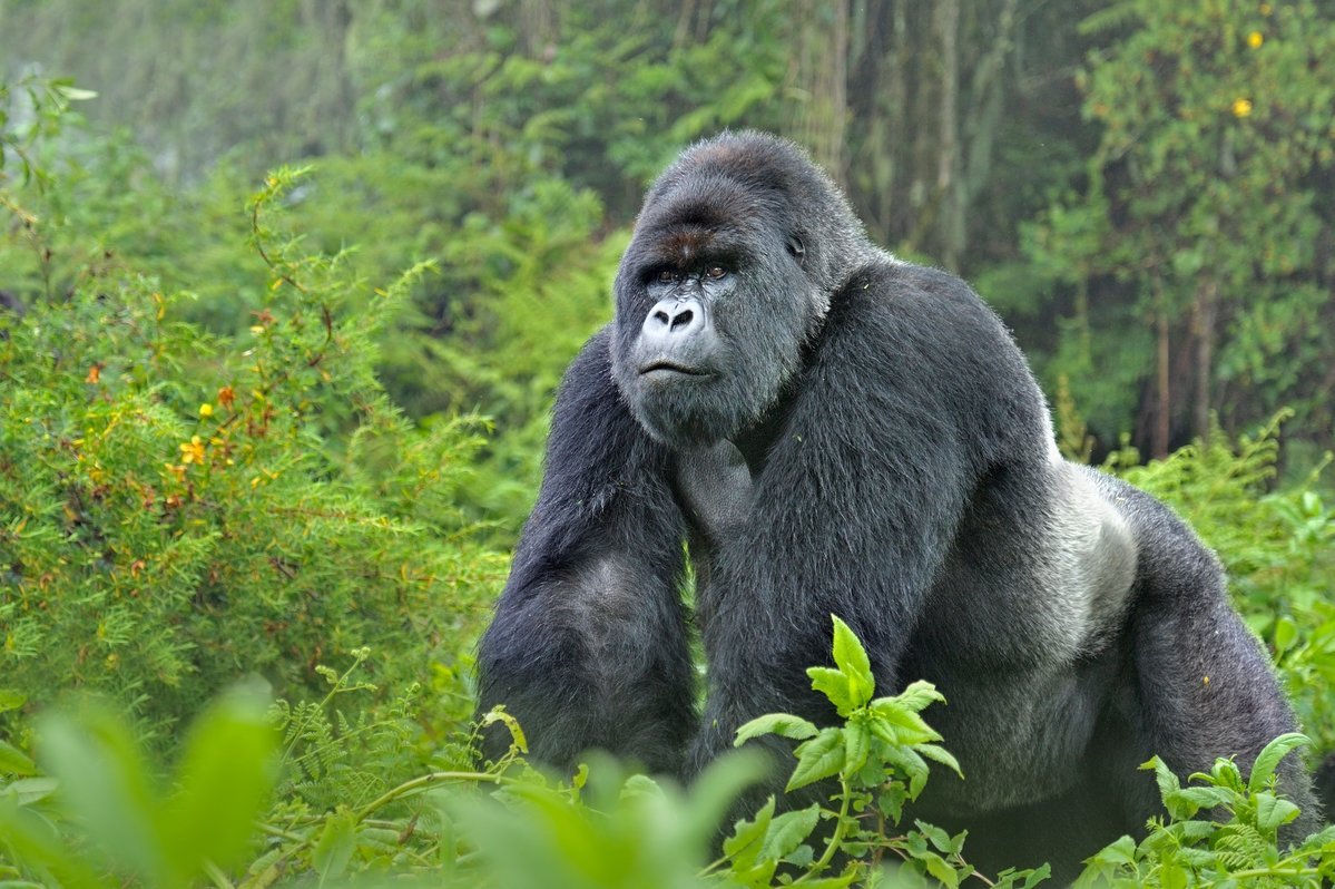 Can I book Rwanda gorilla trekking last minute
