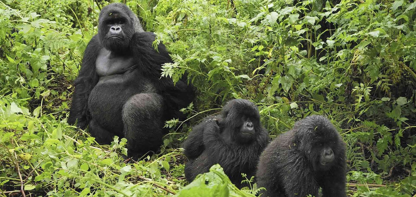 Private jet travelers visiting Bwindi often fly directly to nearby airstrips using luxury charter flights or scenic helicopter transfers before continuing to exclusive rainforest lodges positioned near the main gorilla trekking sectors of Buhoma, Nkuringo, Rushaga, and Ruhija. These luxury transfers dramatically reduce travel time while providing spectacular aerial views of Uganda’s forests, crater lakes, rolling hills, and volcanic landscapes.