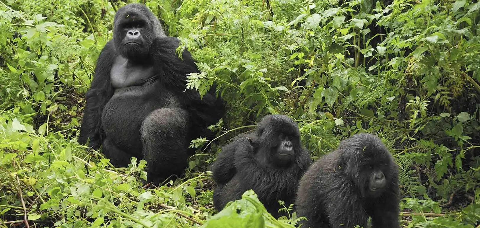 Last-Minute Rwanda Gorilla Trekking Safari Costs