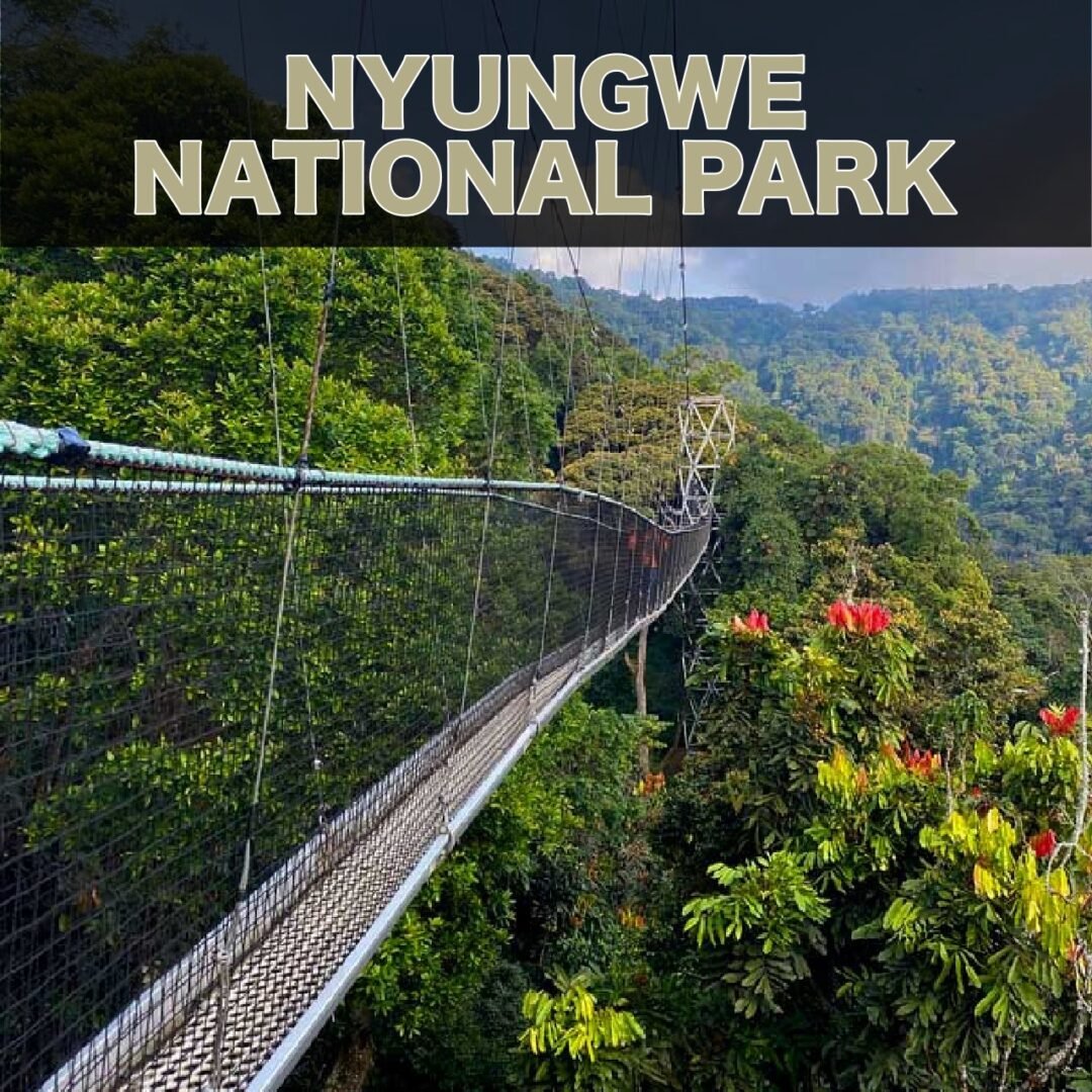 Nyungwe National Park