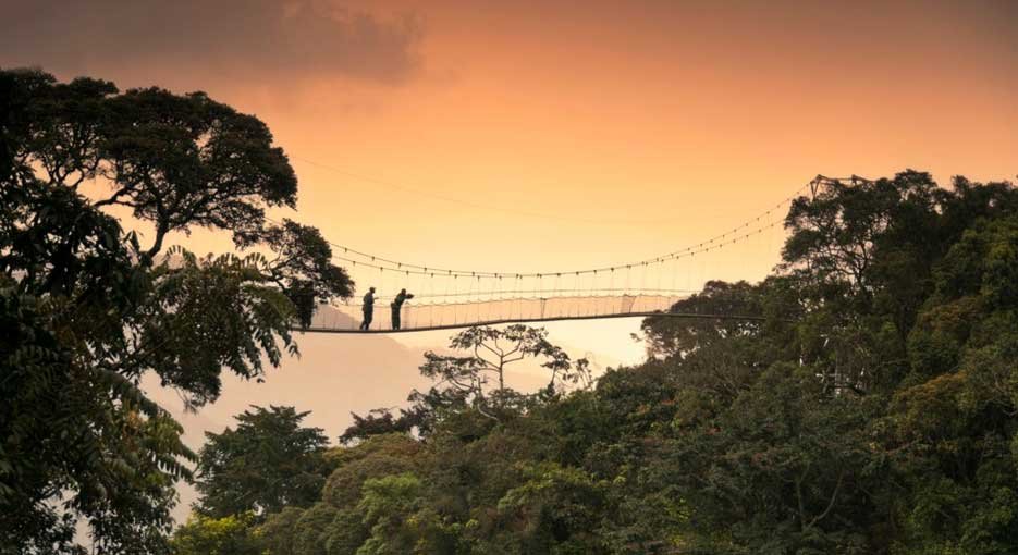 Nyungwe Canopy Walk Morning