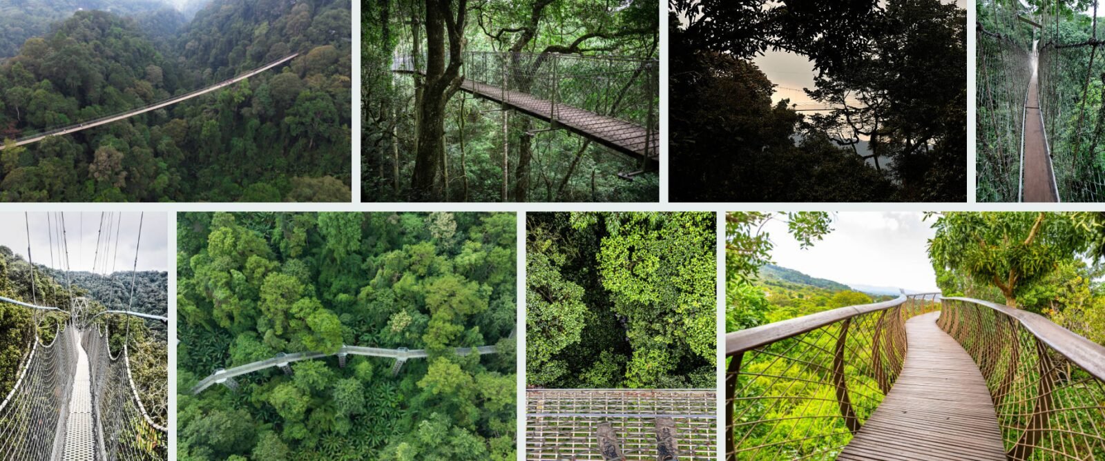 Nyungwe Canopy Walk Multi