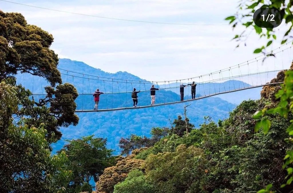 Nyungwe Canopy Walk Experience