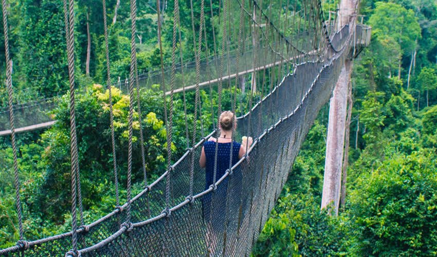Nyungwe Canopy Walk Scenery