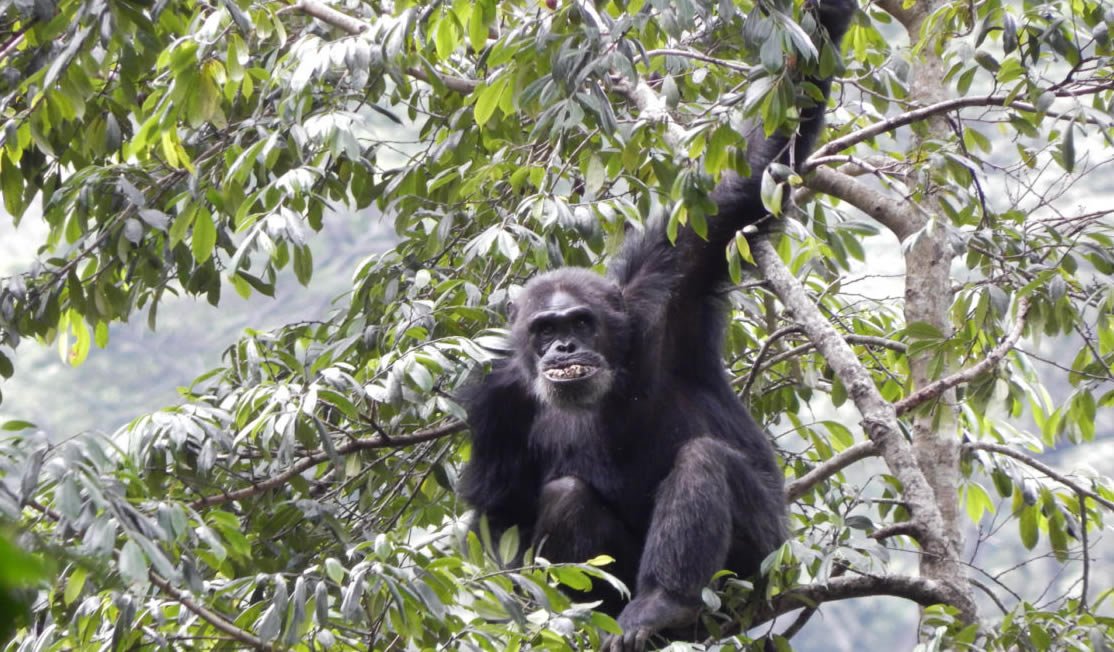 Gorilla trekking is one of the most sought-after wildlife experiences in Africa, and understanding how gorilla permits work