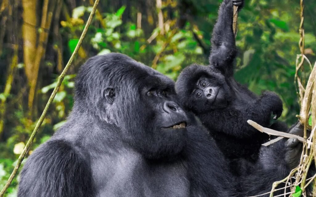 7 Days Private Rwanda Safari for Solo Travelers