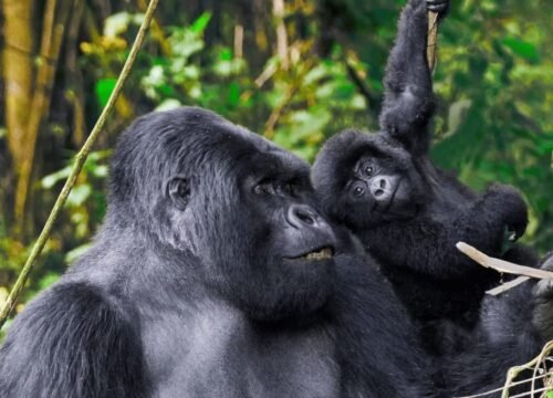 7 Days Private Rwanda Safari for Solo Travelers