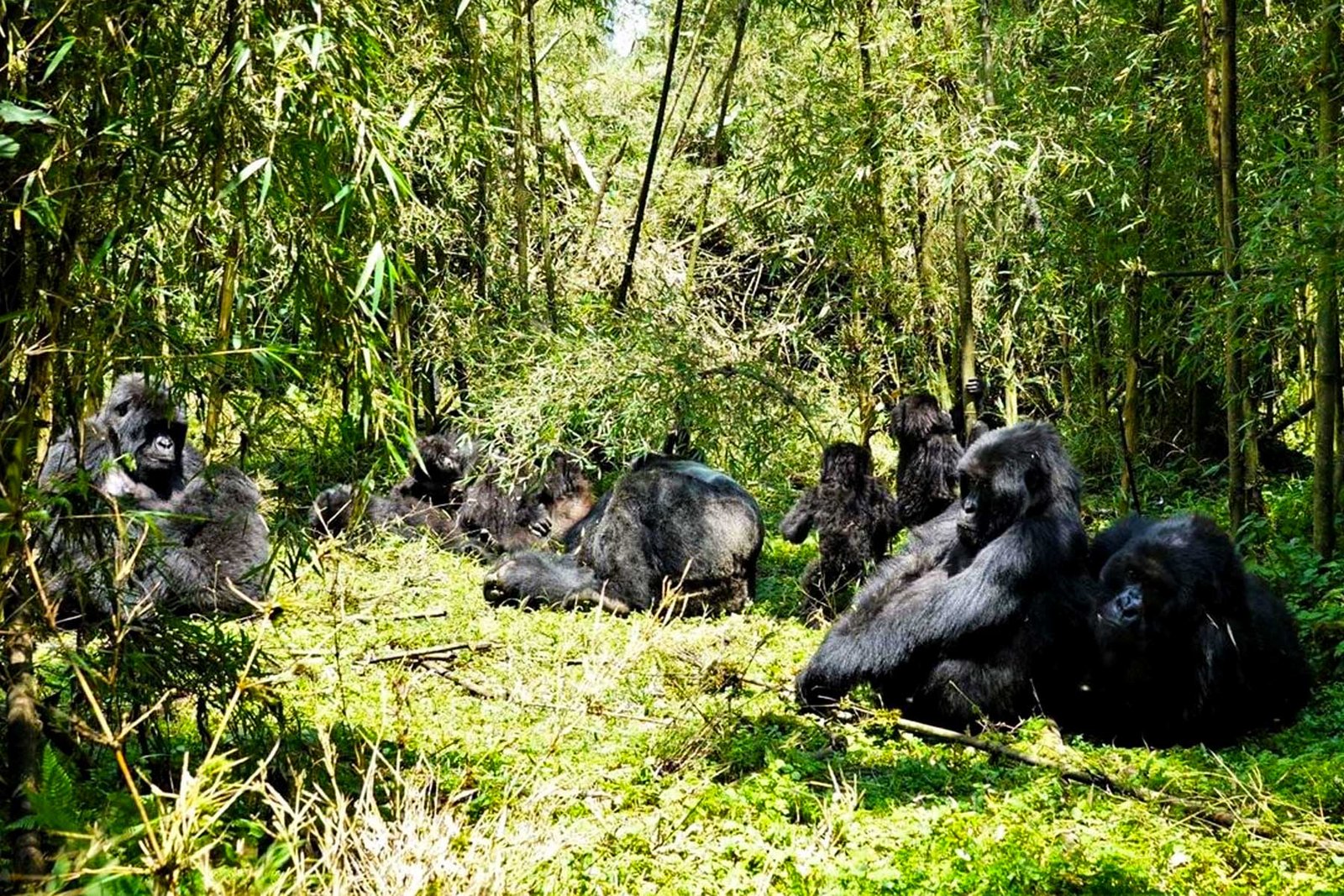 Private Jet Gorilla Trekking Safaris – Volcanoes