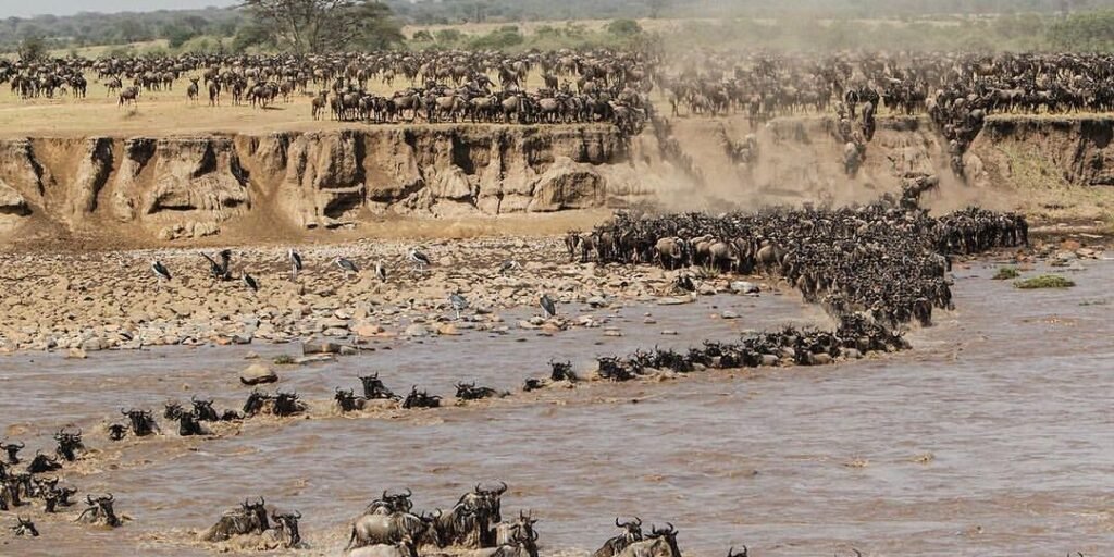 Serengeti Migration and Gorilla Trekking