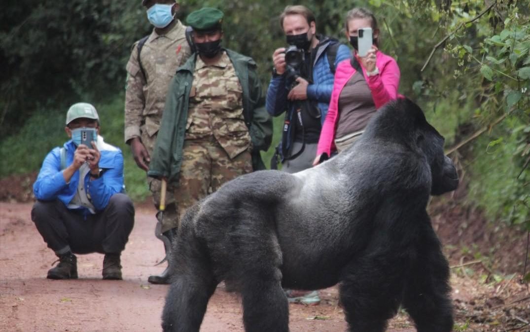 Chinese Mandarin Speaking Guides on Uganda Gorilla Trekking Safari Experience