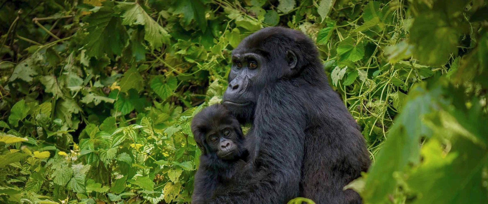 Adventurous Gorilla Safari to Bwindi Forest