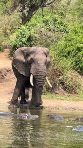Dry Season Safari View
