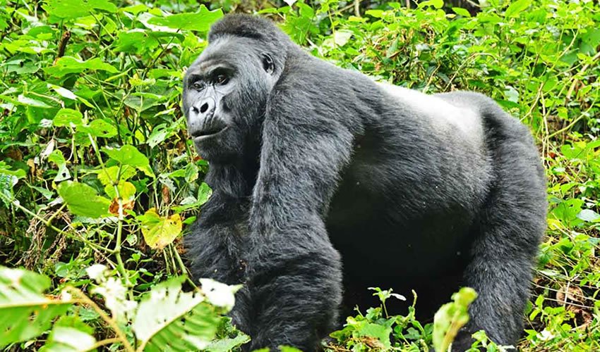 Gorilla Tracking in Rwanda