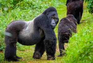 Gorilla trekking experience