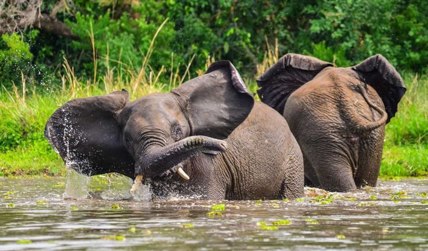 Nextgen Safaris scenic wildlife