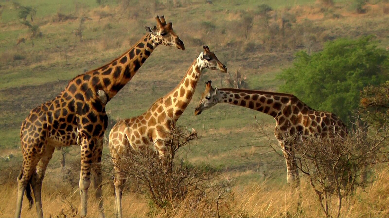 Nextgen Safaris adventure moment