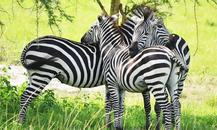 Safari image 1