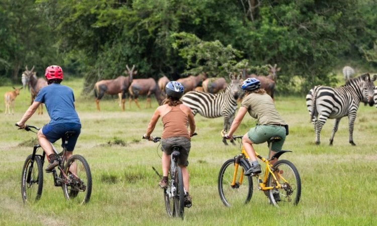 Gorilla Trekking and Chimpanzee Trekking 9-Day Family Safari
