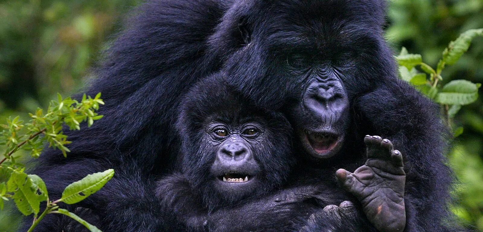 Safari image 3