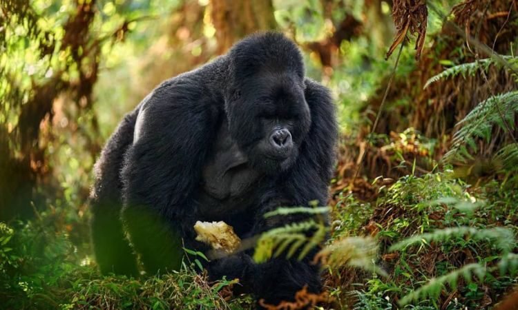Safari image 1
