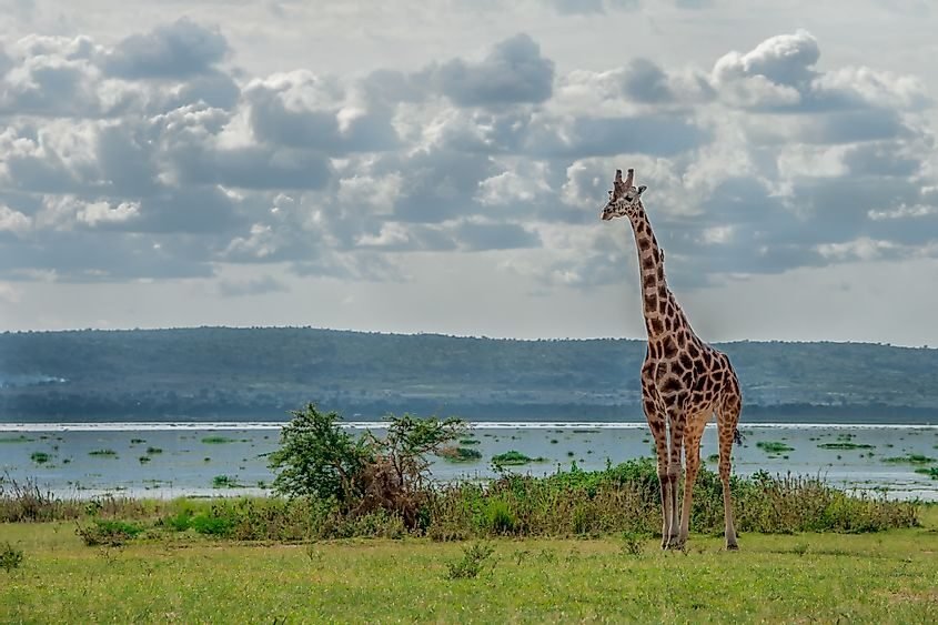 Safari experience 2