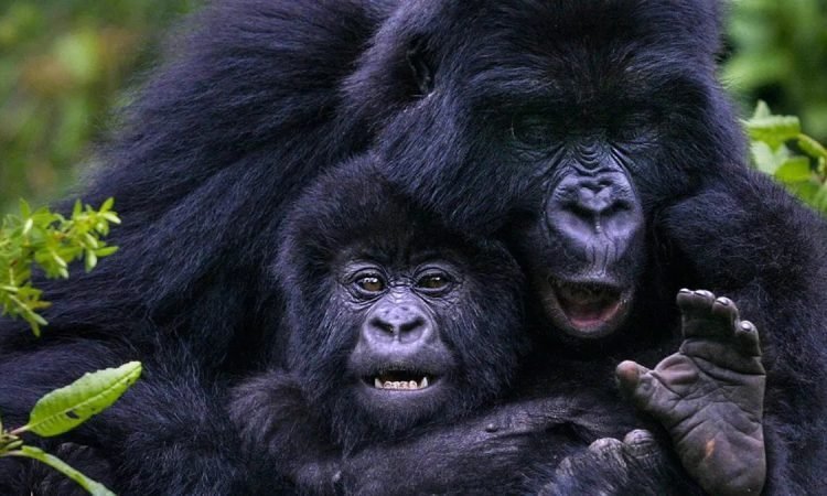 Safari image 2
