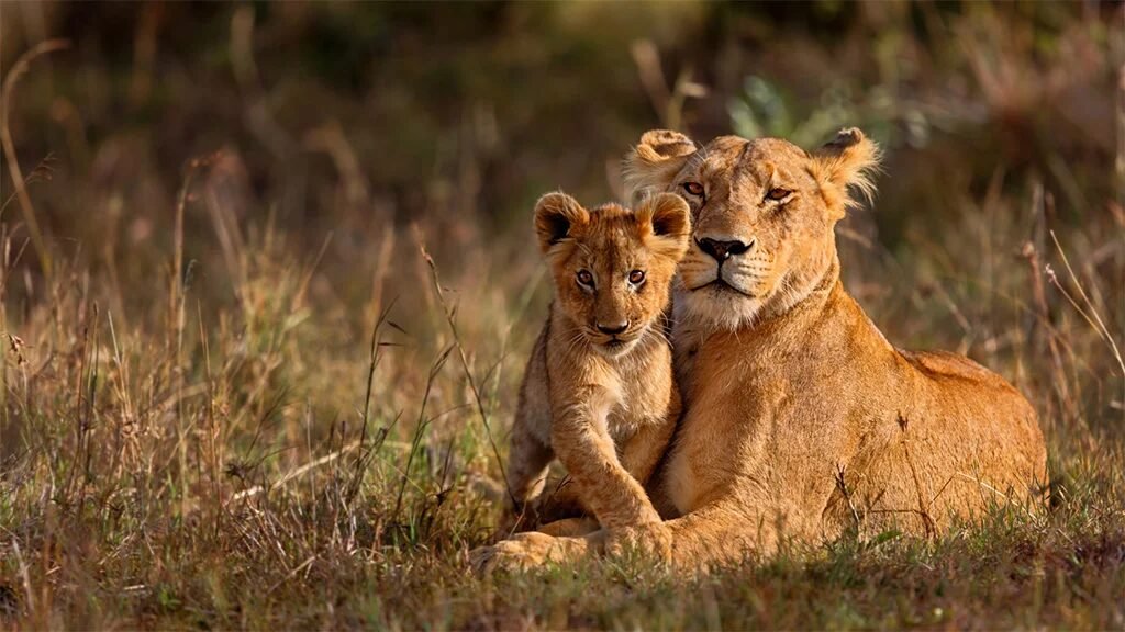 Safari image 1