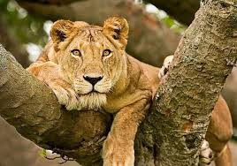 Safari image 1
