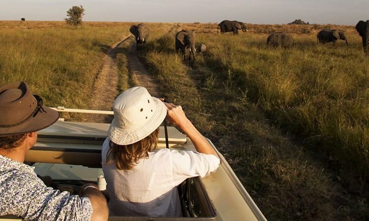 Safari image 1
