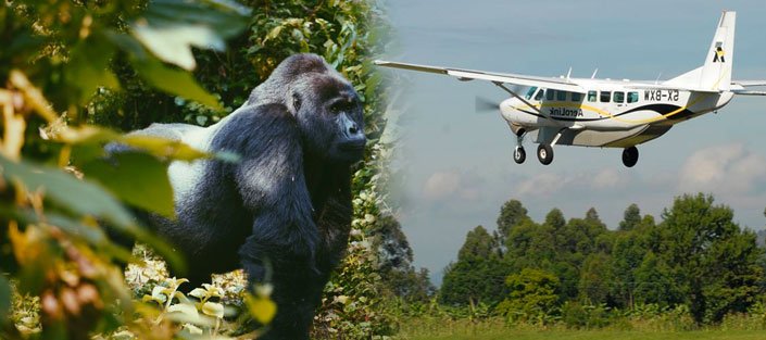 Private Jet Gorilla Safari