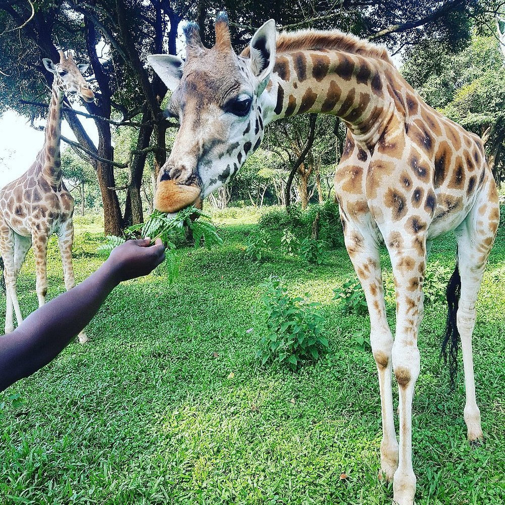 Family Activities and Experiences at Entebbe Zoo Uganda