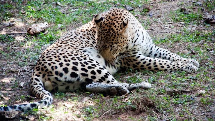 Entebbe Zoo Uganda Animal Species and Wildlife Experience