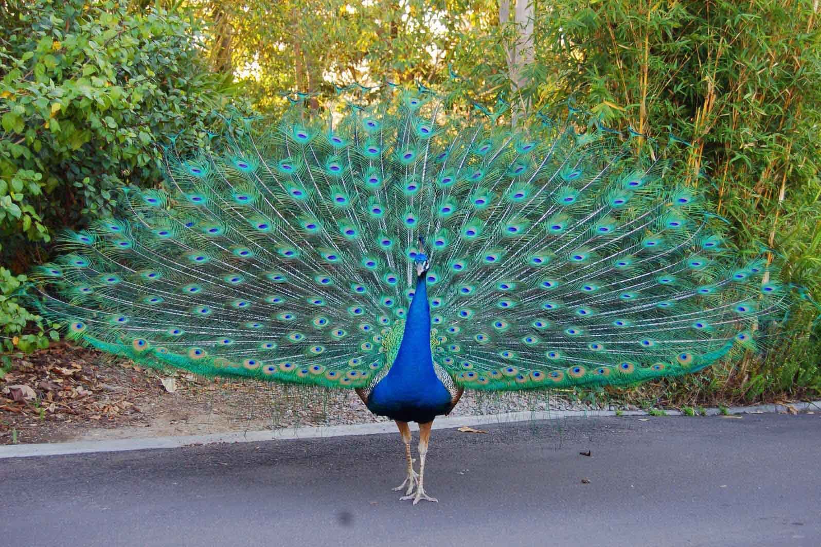 Wild Animals and Attractions at Entebbe Zoo Uganda