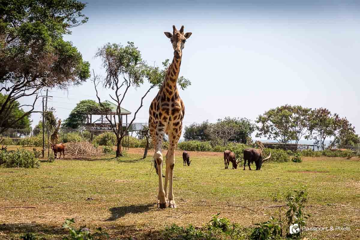 Animals You Can See at Entebbe Zoo Uganda Wildlife Conservation Centre