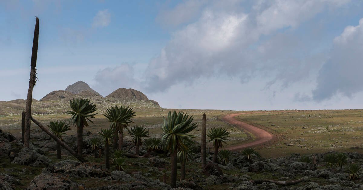 Bale Mountains offers incredible