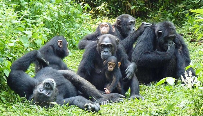 Best Destinations for Budget Chimpanzee Tours in Uganda