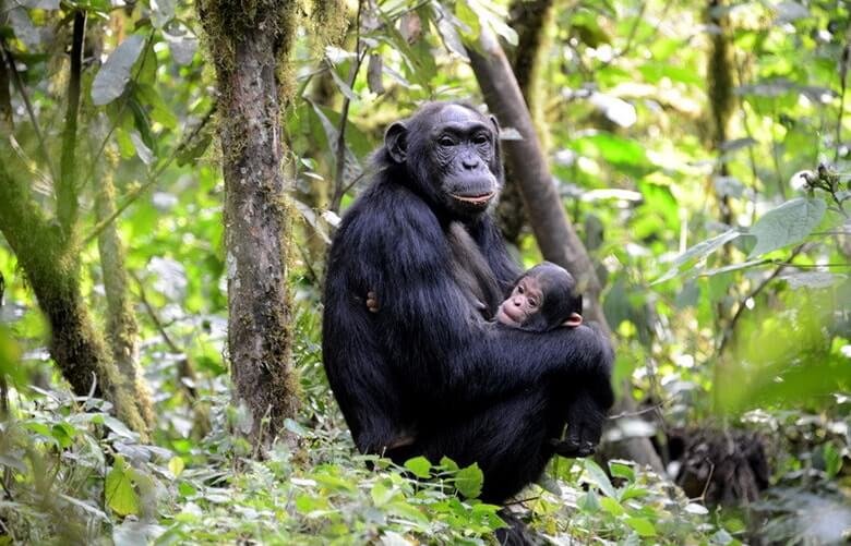 Best Season for Chimpanzee Tracking Experience