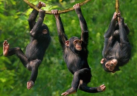 Best Time for Chimpanzee Tracking
