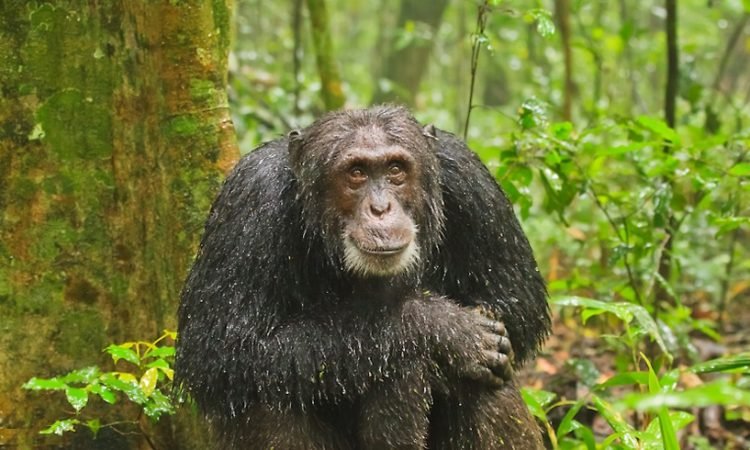 The rainy seasons in Uganda, particularly from March to May and October to November, also provide excellent chimpanzee