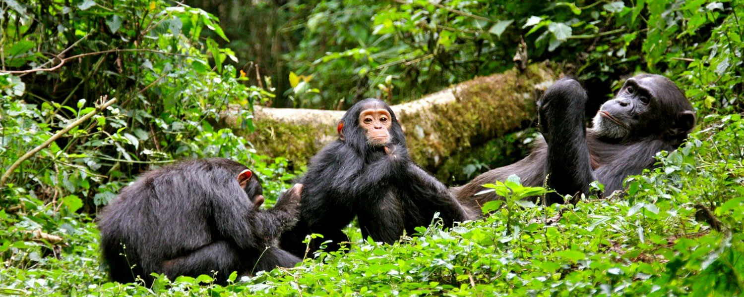 Kibale Forest National Park is Uganda’s most famous chimpanzee destination and can