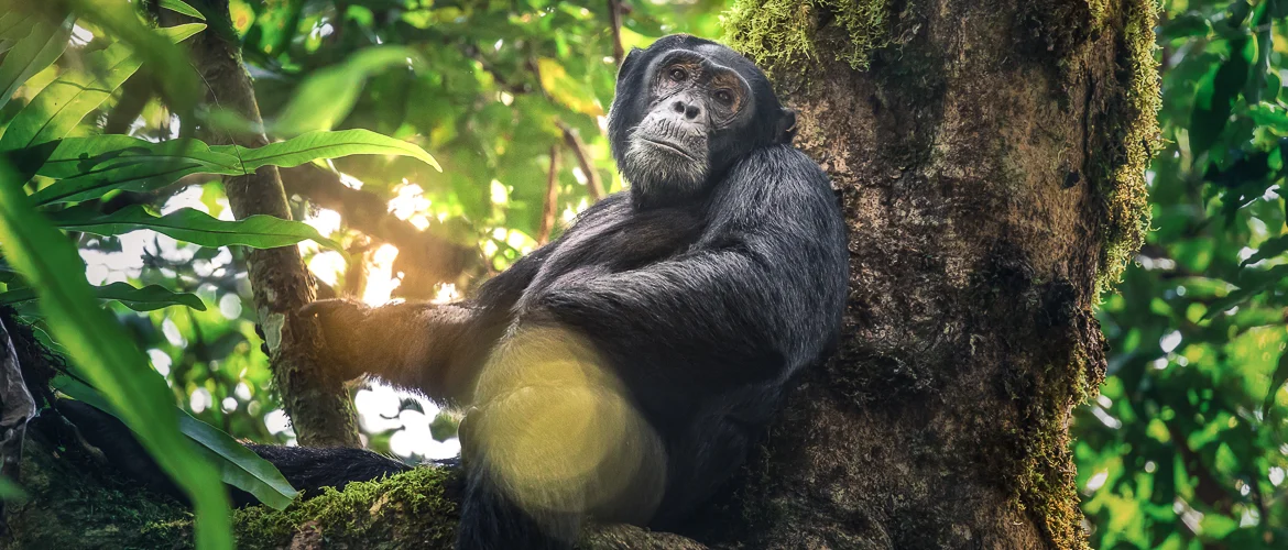 The dry seasons from June to September and December to February are often considered some of the best periods for chimpanzee tracking in Uganda. During these months, rainfall is generally lower,
