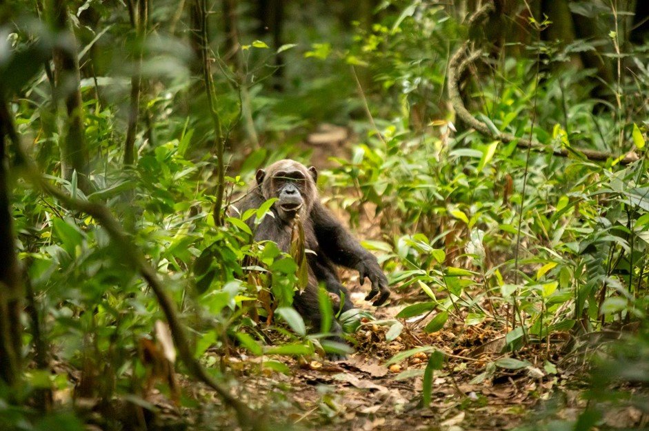 Best Time for Chimpanzee Tracking