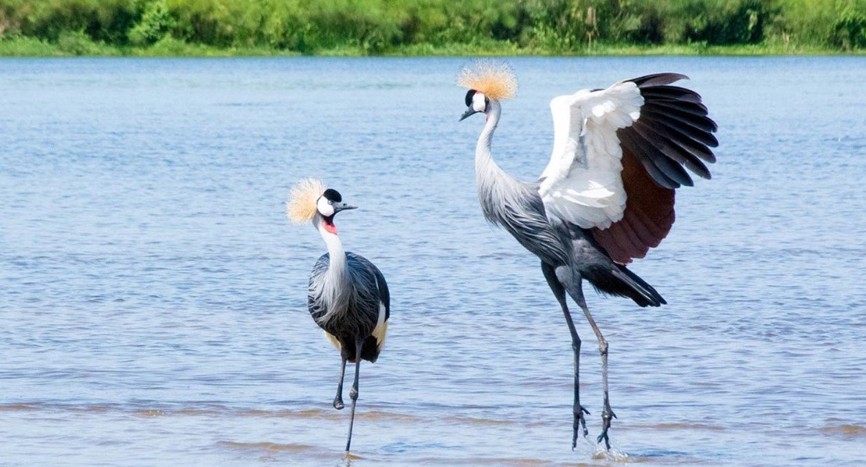 Uganda Birdwatching Safari and Birding Experiences