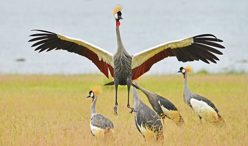 Birdwatching in Uganda with NextGEN Safaris