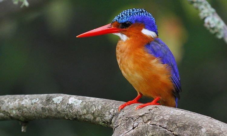 Birdwatching in Uganda Highlights and Bird Species