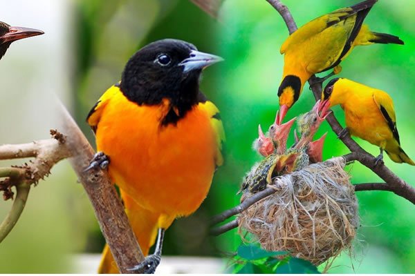 Uganda Birdwatching Safari Highlights and Rare Bird Species