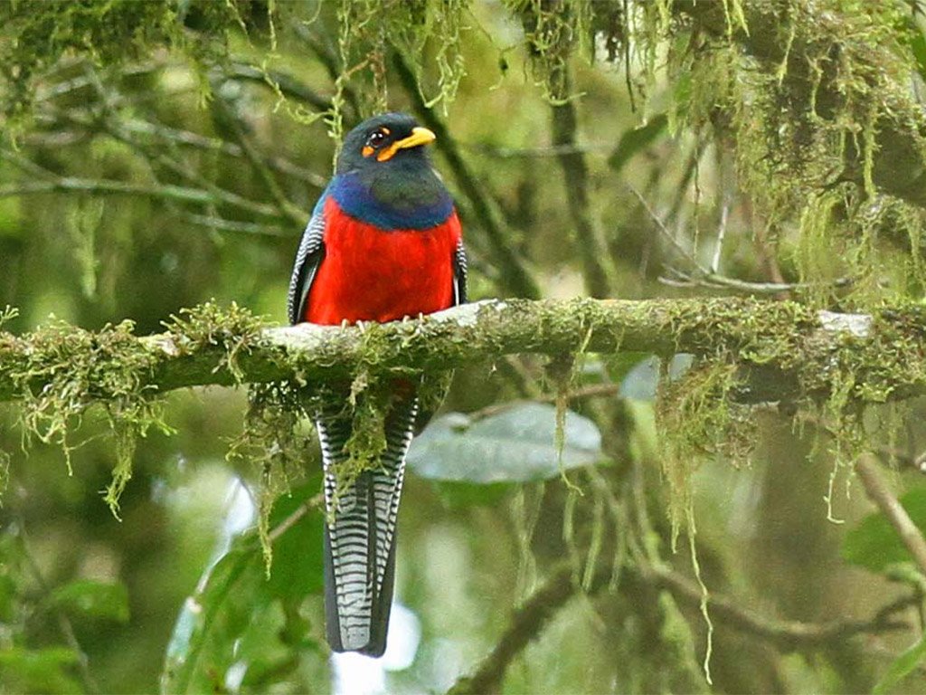 Top Bird Species to See During Birdwatching in Uganda