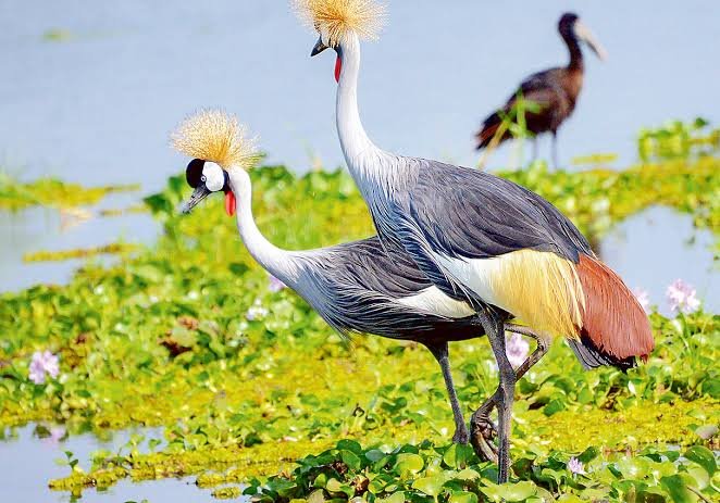 Birdwatching in Uganda Wildlife and Nature Tours