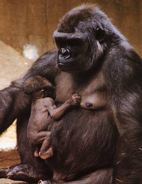Gorilla Infant Birth and Early Development Stages