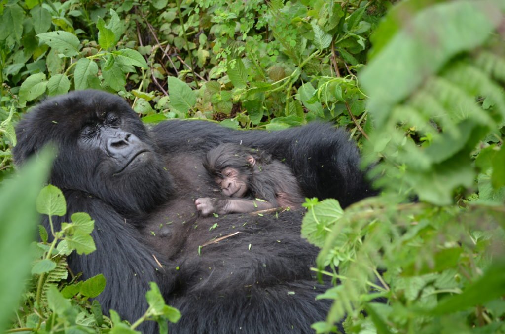 Birth and Early Life of Gorilla Infants